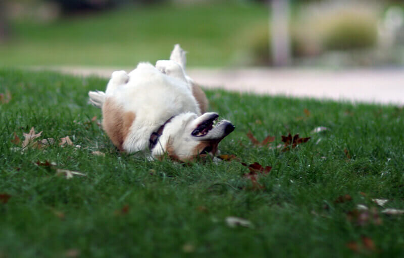 Dog rolling in grass Dog rolling in grass