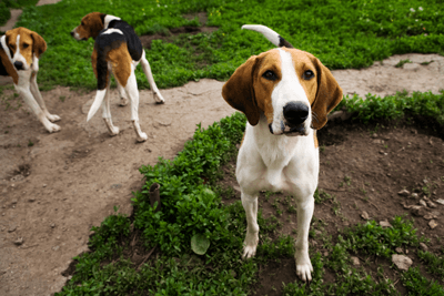 Beagles outside Beagles outside