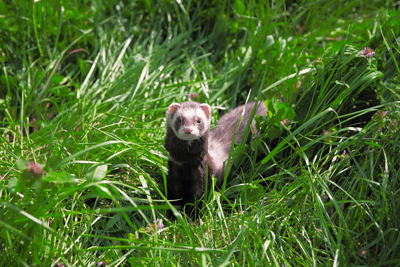 Ferret in Grass Ferret in Grass