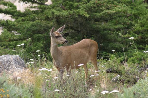 Deer Deer