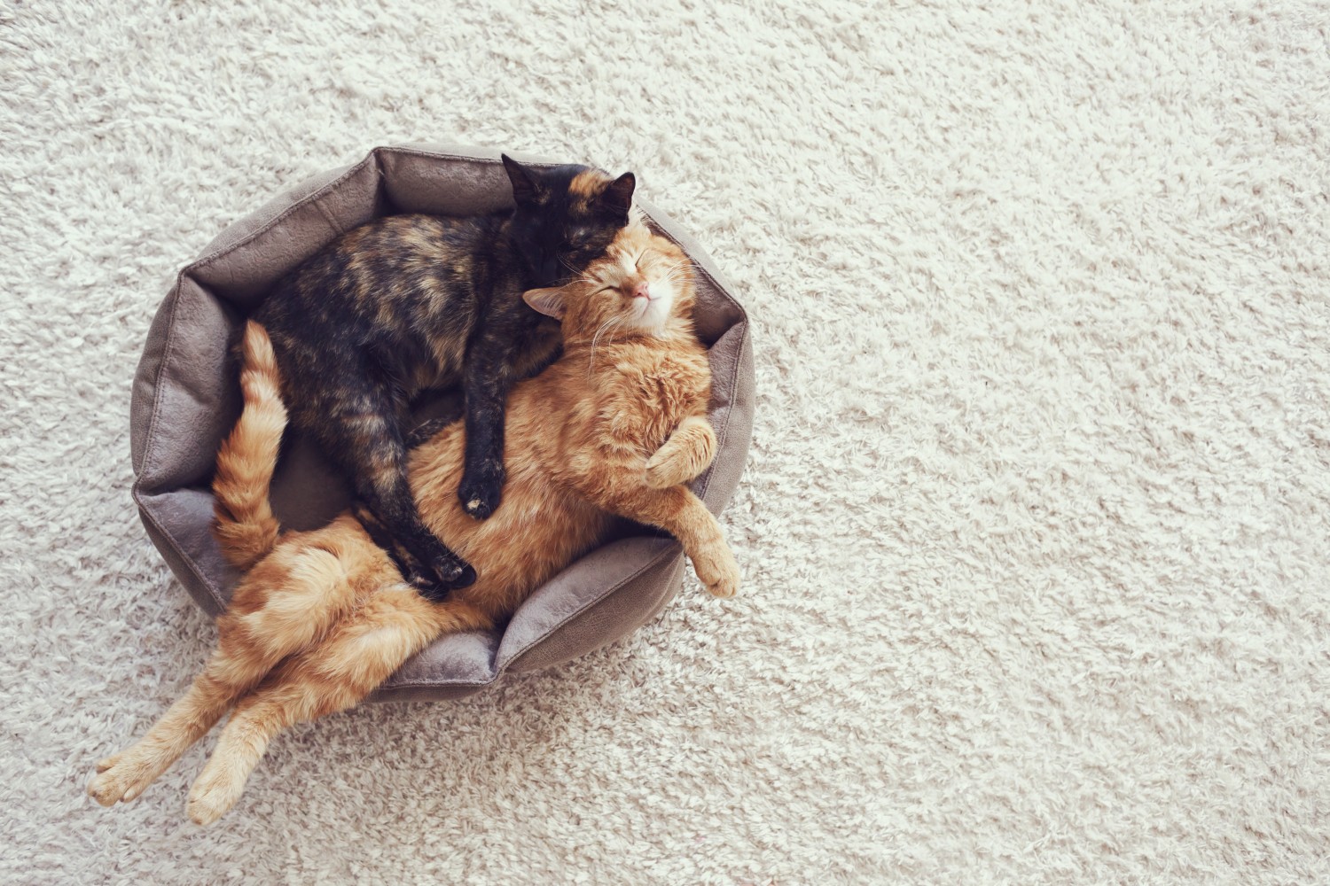 Two cats Two cats