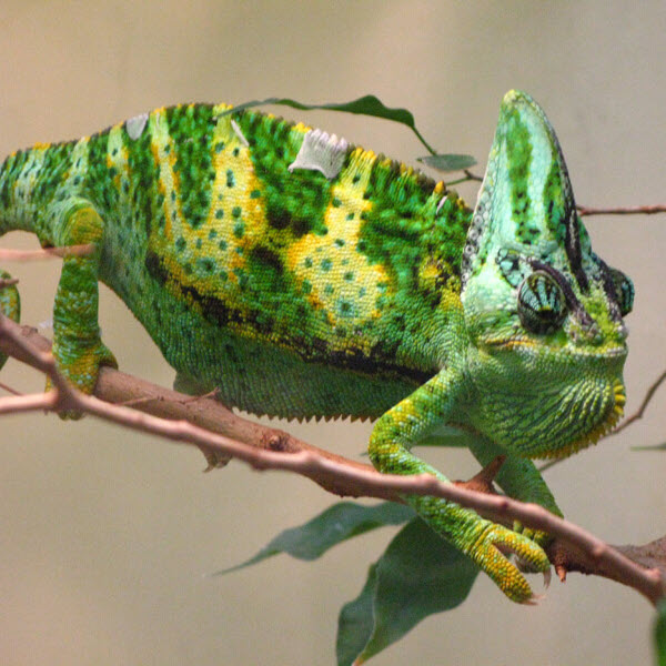 Chameleon 
