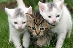 3 kittens in grass 3 kittens in grass