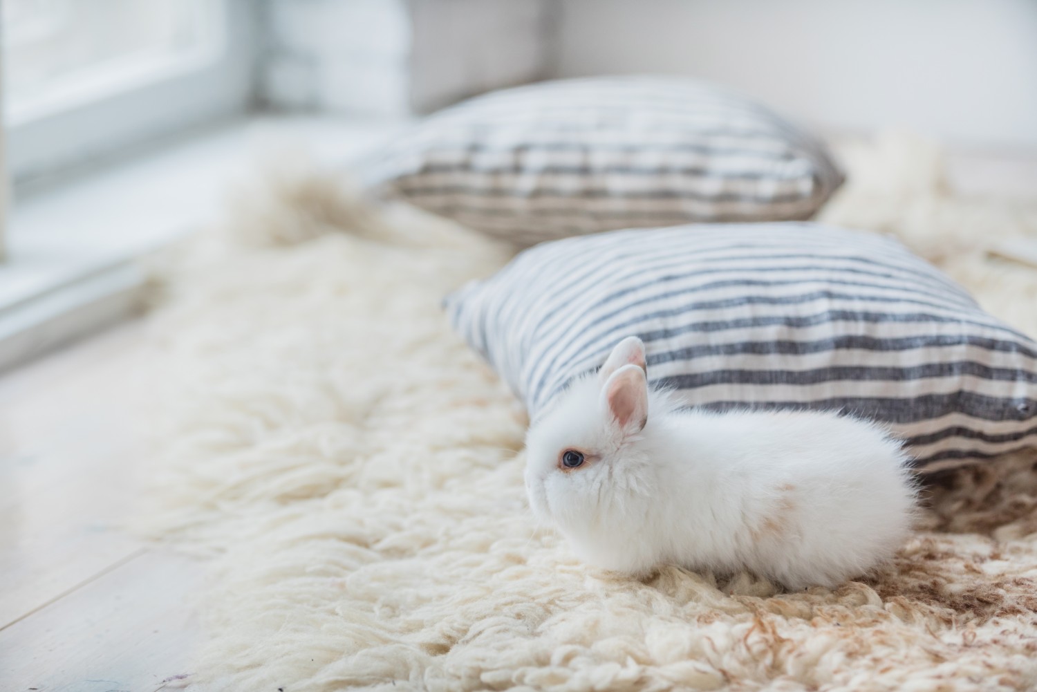 Bunny Bunny