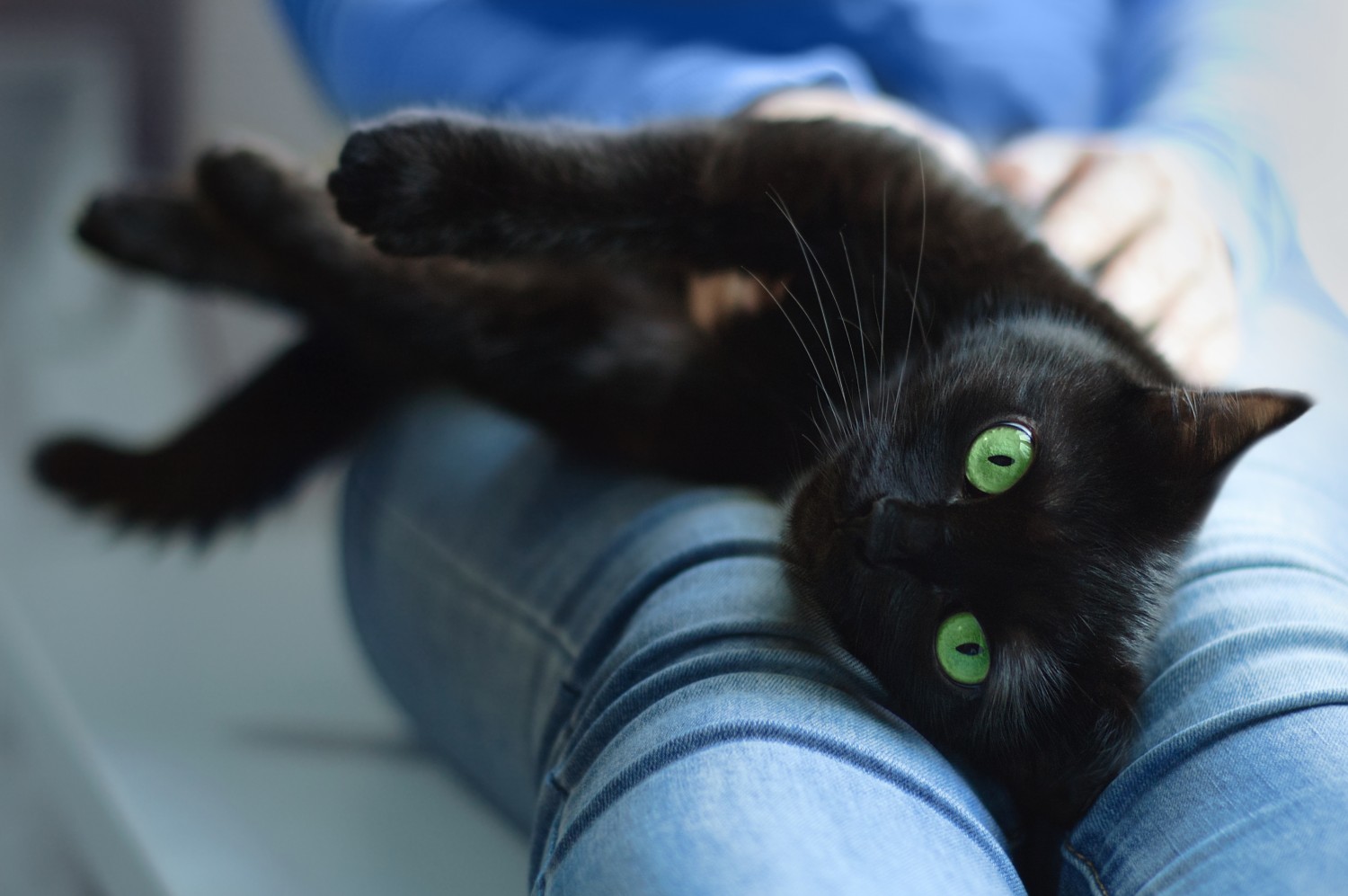 Black cat Black cat