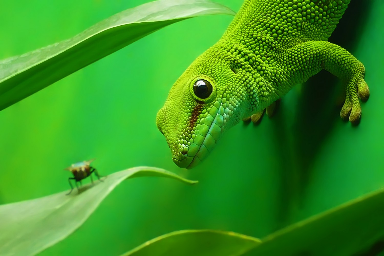 Lizard Lizard