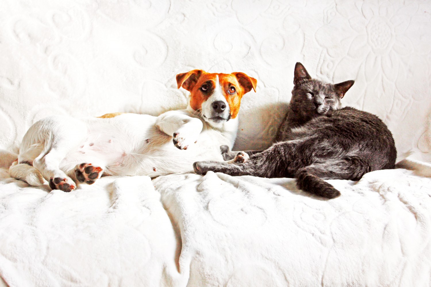 Dog and cat on couch Dog and cat on couch