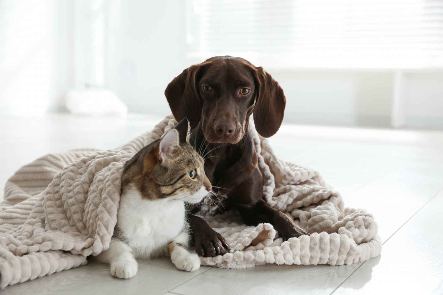 Dog and cat under covers Dog and cat under covers