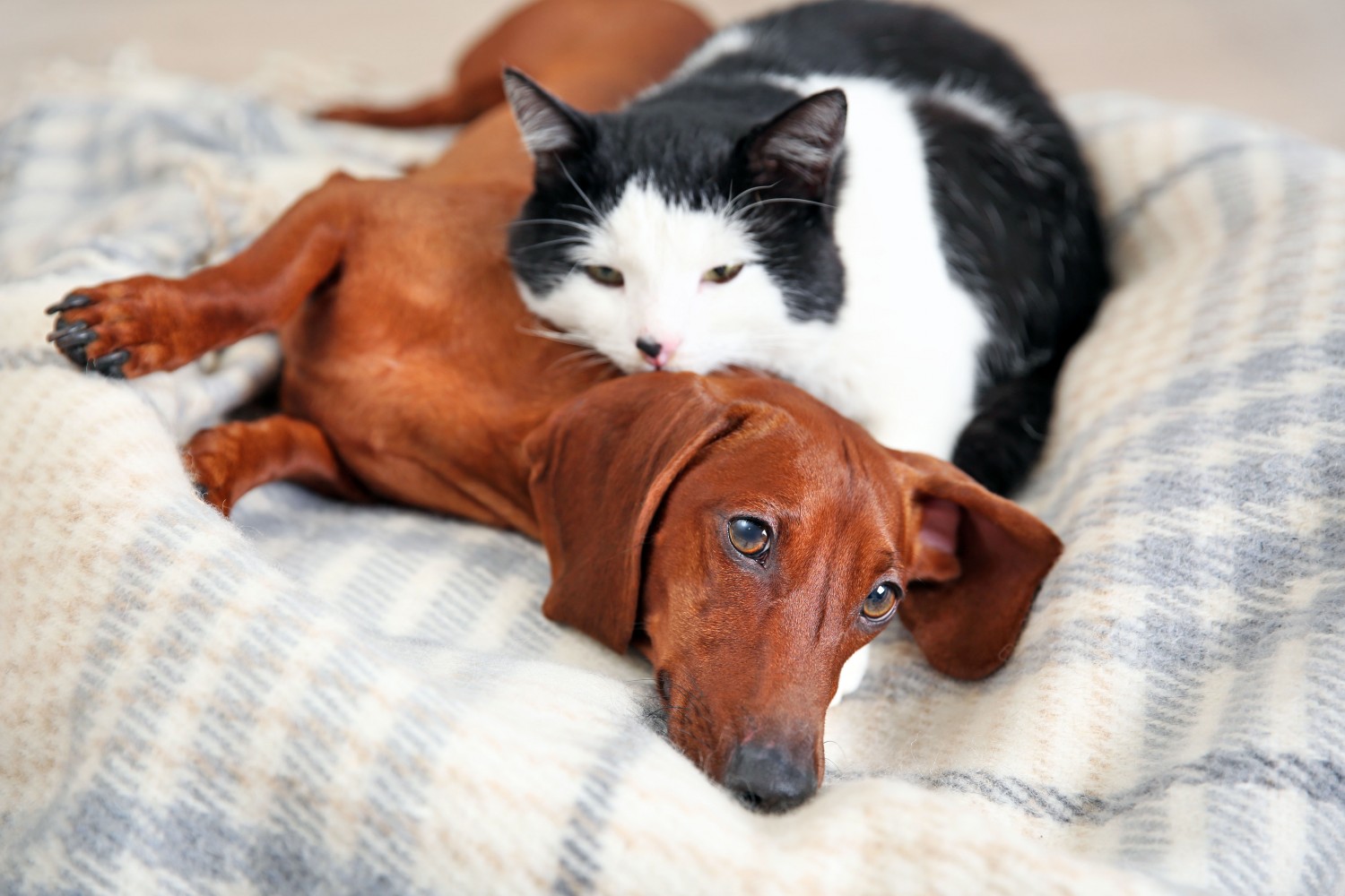 Cat and Dachshund laying together Cat and Dachshund laying together
