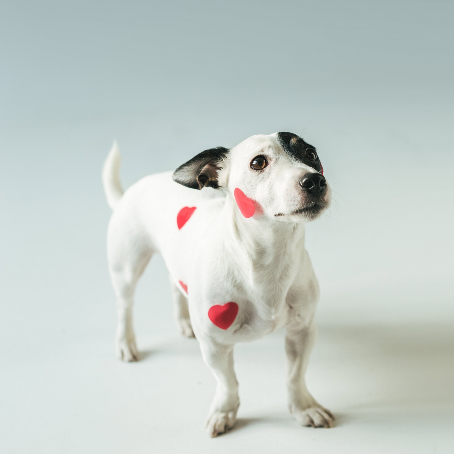Dog + Hearts