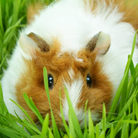 Guinea Pig