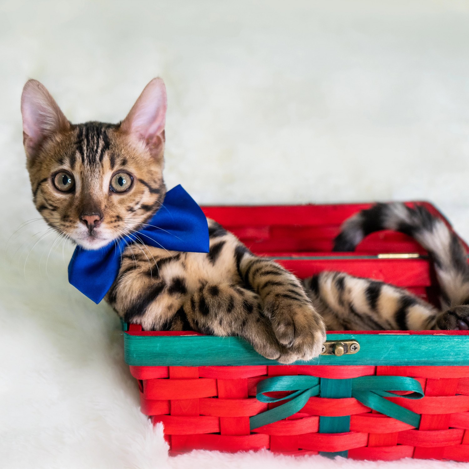 Cat in a basket