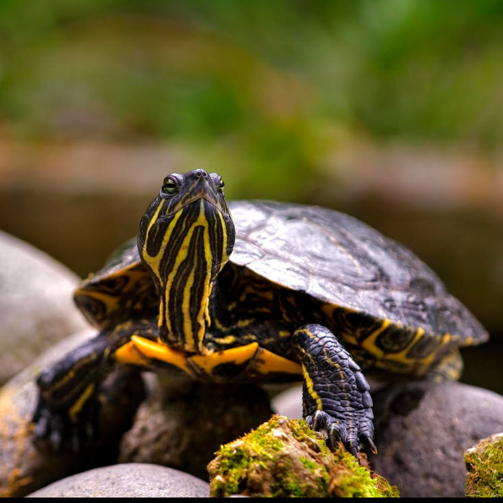 Turtle