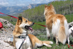 Dogs on leash Dogs on leash
