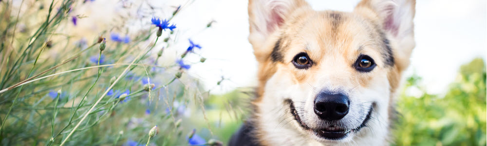 Corgi